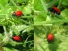 Chrysolina lucida